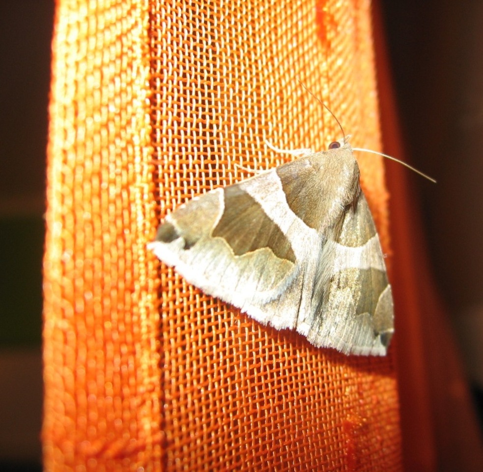 Lepidottero notturno da identificare!!!